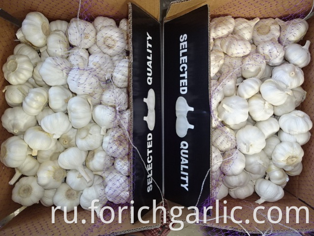 Pure White Garlic Crop 2019